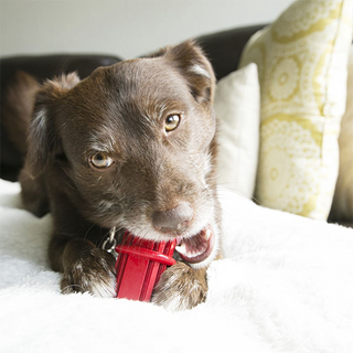 Dental Stick™ bâtonnet de mastication jouet pour chien
