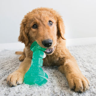 Squeezz® jouet dentaire pour chien différentes formes